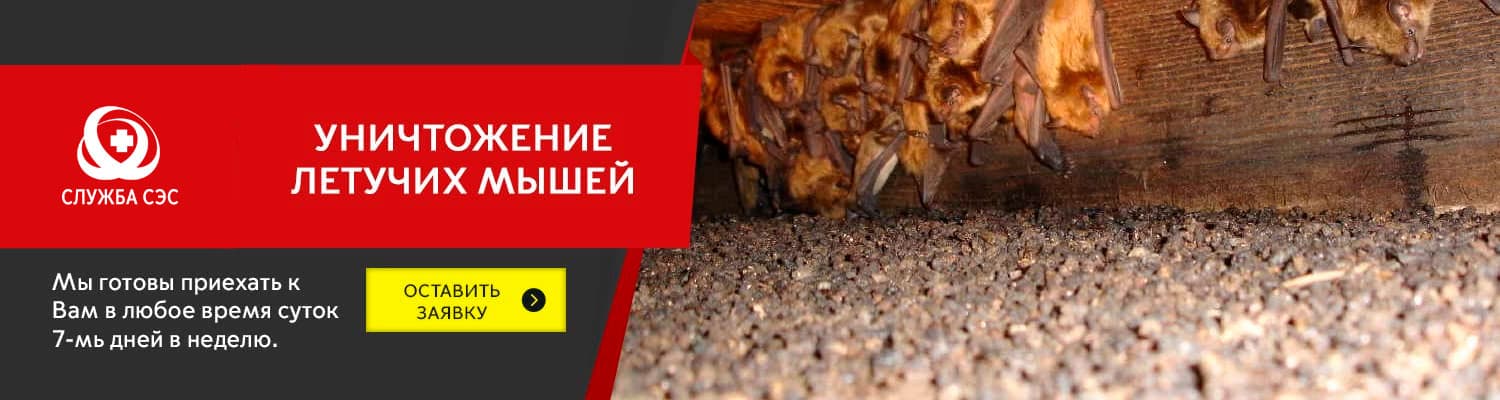 Уничтожение летучих мышей в Видном